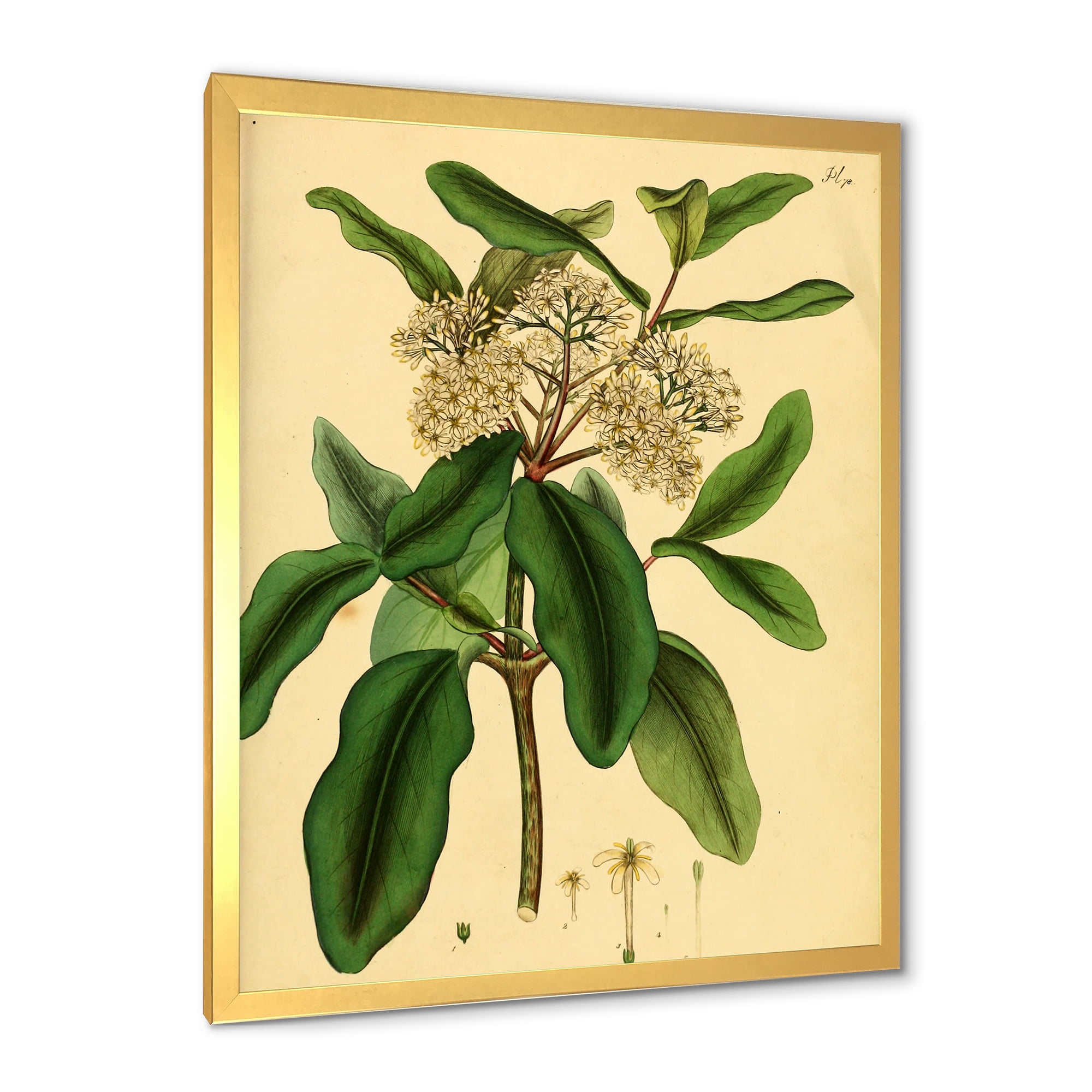 Designart 'Ancient Plant Life I' Traditional Framed Art Print
