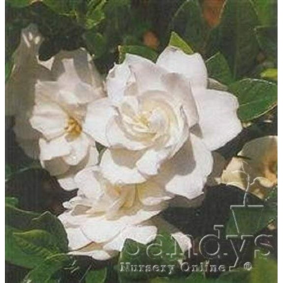 Gardenia, White August Beauty Flower, 4 Inch Pot