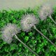 thumbnail image 4 of 2pcs Flower Solar Led Light Outdoor Lawn Lamp Waterproof Garden Terrace Landscape Garden Decoration, 4 of 5