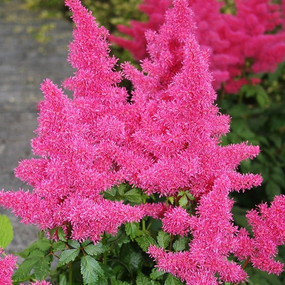 Rheinland Astilbe Flower Root - Attracts Butterflies and Hummingbirds - Deer Resistant - Naturalizing - Perennializing - Easy to Grow Live Plants - Outdoor Garden