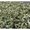 thumbnail image 3 of Elaeagnus Pungens I 1 Large Gallon Size Plant I Thorny Olive I Hardy Evergreen Shrub with Fragrant Blooms, Perfect for Hedges, Screening & Ornamental Garden Display, 3 of 6