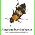 thumbnail image 3 of CafePress - Nicrophorus Americanus Light T Shirt - Light T-Shirt - CP, 3 of 4