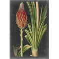 thumbnail image 2 of Vision Studio 13x18 White Modern Wood Framed Museum Art Print Titled - Dramatic Tropicals IV, 2 of 4