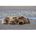 thumbnail image 2 of Jones, Adam 24x17 Gold Ornate Wood Framed with Double Matting Museum Art Print Titled - Female grizzly bear with second year cub sleeping on her back-Lake Clark National Park, 2 of 4