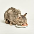 thumbnail image 3 of Cat Food Slices in Gravy - 3 Flavor 6 Can Sampler, (2) Each: Urinary Care, Adult Instinctive, Digest Sensitive (3 Ounces) MerlinsMart Zine + Catnip Toy | Royal Canin, 3 of 9
