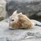 thumbnail image 1 of Easter Simulation Model Simulation RealRabbit Model, 1 of 1