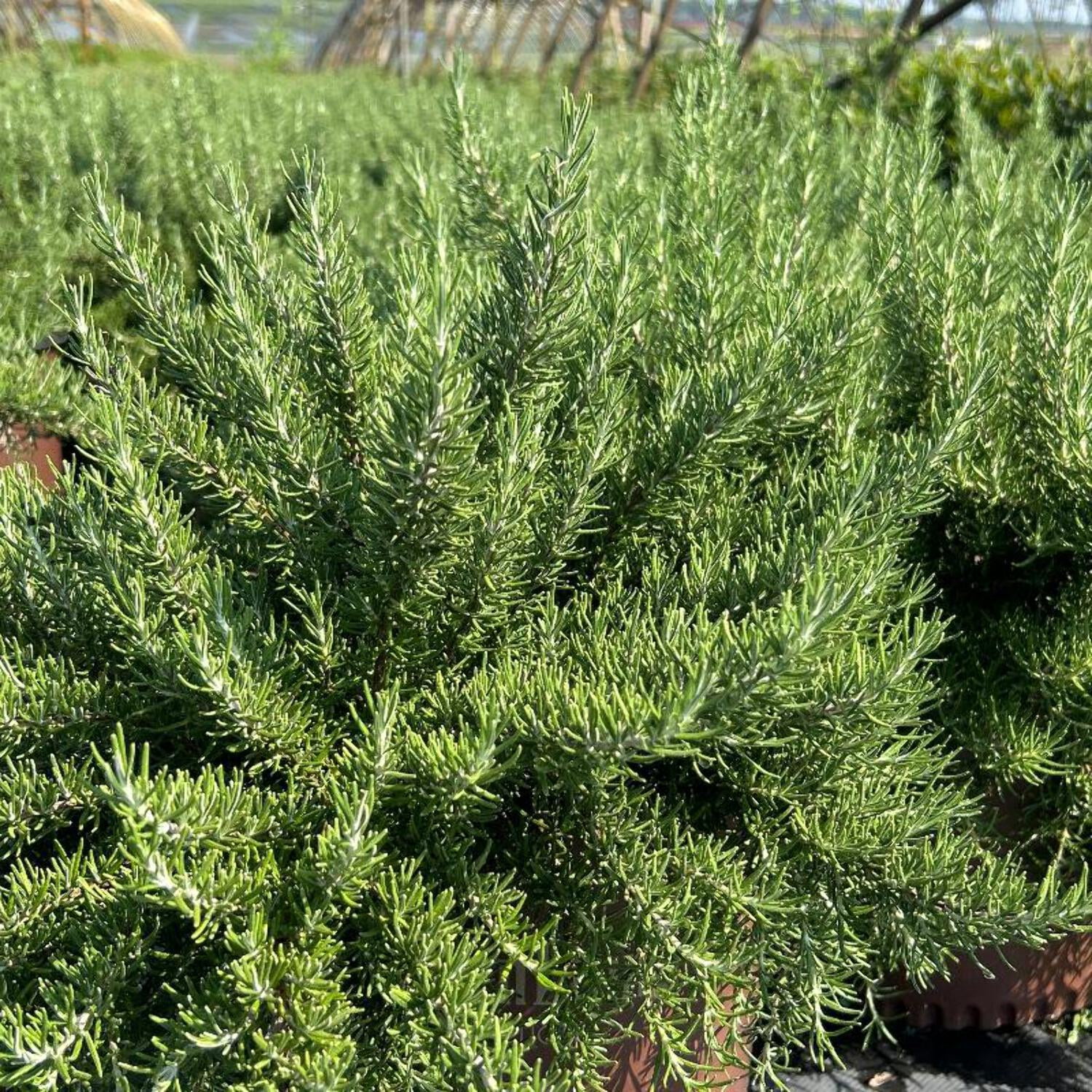 Chef’s Choice® Rosemary - Rosemarinus officinalis 'Roman Beauty' PP18192