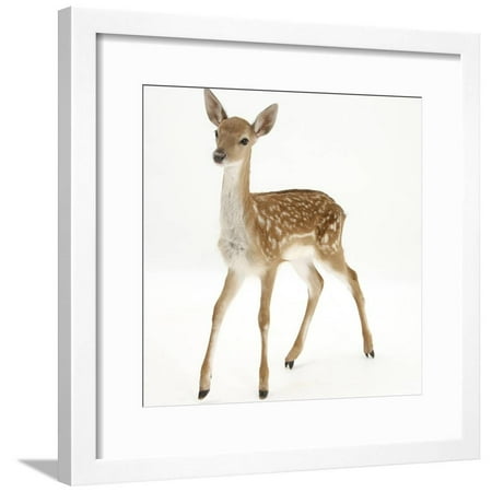 Standing Portrait - Fallow Deer (Dama Dama) Portrait of Fawn Standing Framed Print Wall Art By Mark Taylor