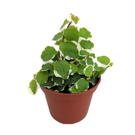 Creme & Green Creeping Fig - Ficus pumila var- 2.5" Pot - Terrarium/Fairy Garden