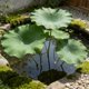 thumbnail image 5 of Artificial Lotuses Leaf For Spring Summer Floral Arrangement Vase Decor Realistic Faux Green Leafs Pond Decoration Photography Prop, 5 of 6
