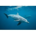 thumbnail image 2 of Gabriel, Barathieu 14x11 White Modern Wood Framed Museum Art Print Titled - Curious Dolphin, 2 of 4