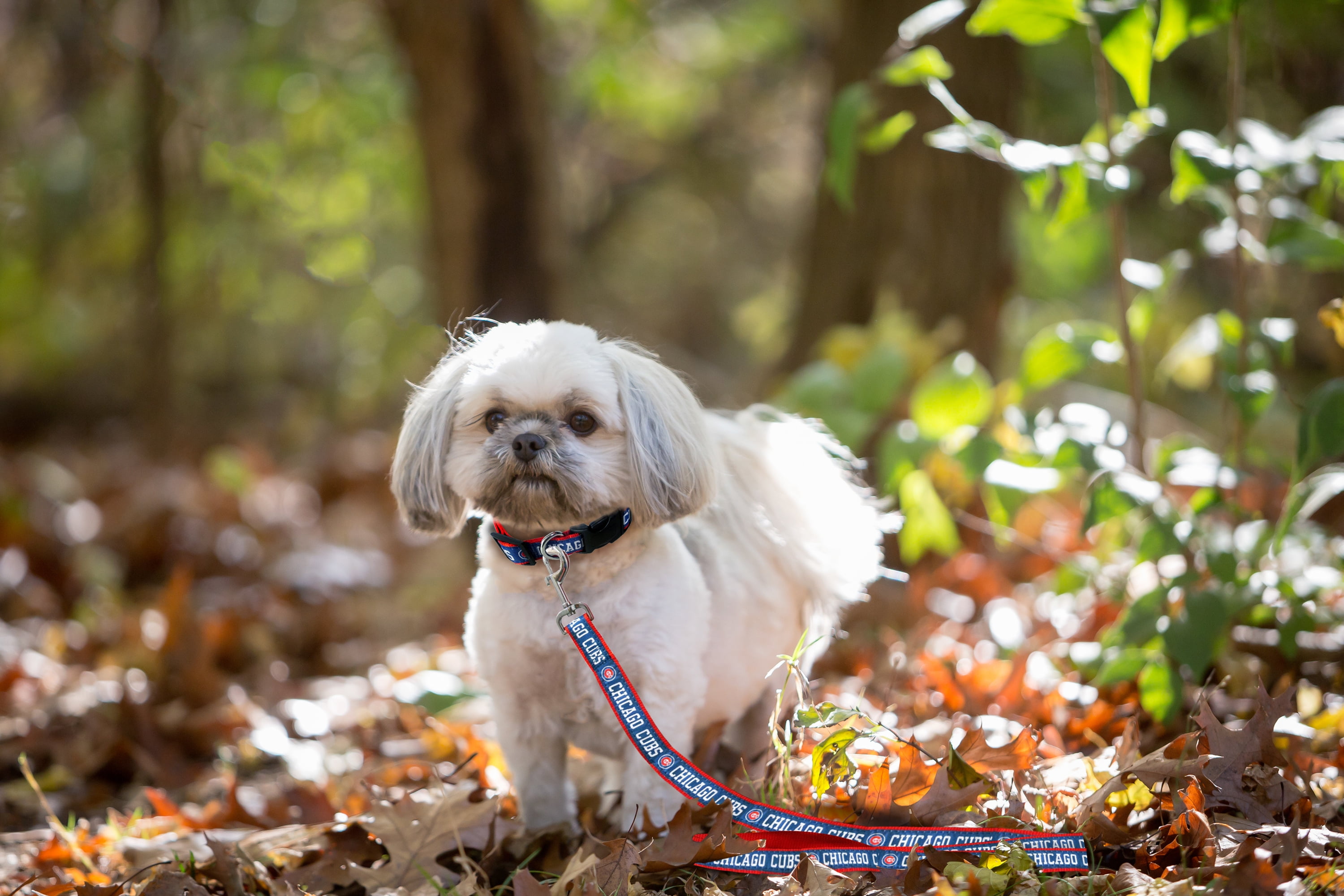 Pets First MLB Chicago Cubs Cats and Dogs Durable Pet Leash, Medium