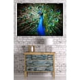 thumbnail image 2 of Beautiful Peacock Photography A-90901 (36x54 Giclee Gallery Print, Wall Decor Travel Poster), 2 of 3
