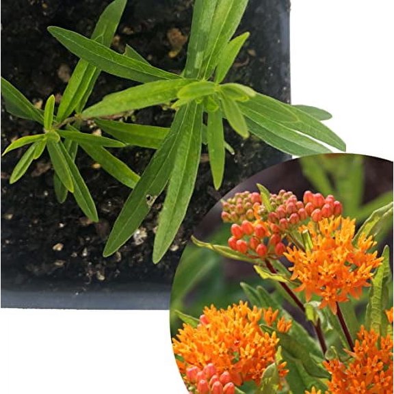 Butterfly Milkweed Plant, (Asclepias tuberosa) 2.5 inch Pot