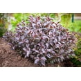 thumbnail image 3 of 2 Gallon Victoria Weigela Shrub, 3 of 6