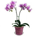 thumbnail image 5 of 5" Rose Quartz Slotted Orchid Pot (3 Pack) by rePotme, 5 of 5