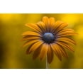 thumbnail image 2 of Disher, Mandy 32x23 Black Ornate Wood Framed with Double Matting Museum Art Print Titled - Sunshine Daisy, 2 of 4