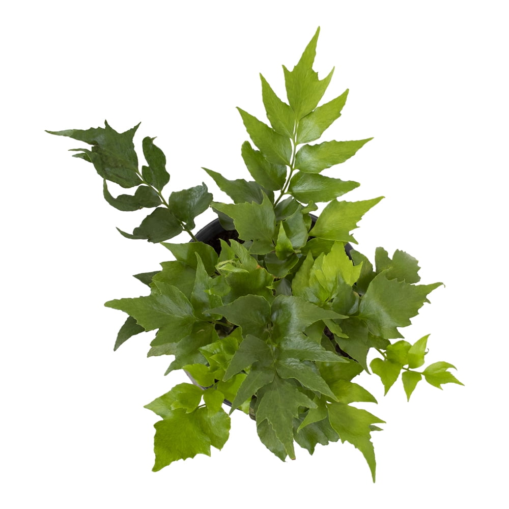 Altman Plants 1Gal Holly Fern Live Plant with Grower Pot