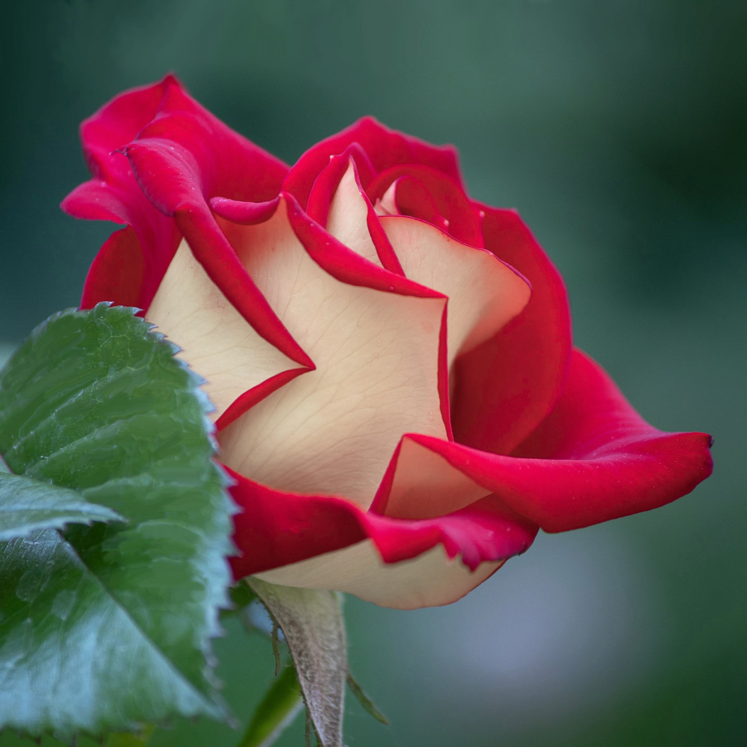 National Plant Network Bare Root Love Rose