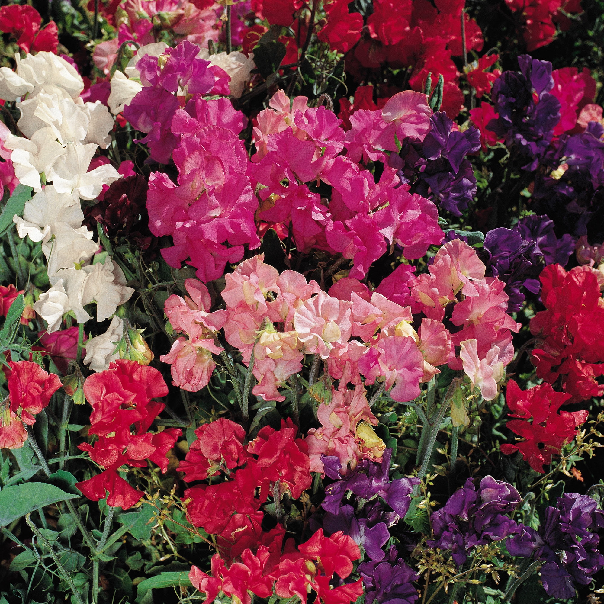 Burpee Old Spice Mixed Colors Sweet Pea Flower Seed, 1-Pack