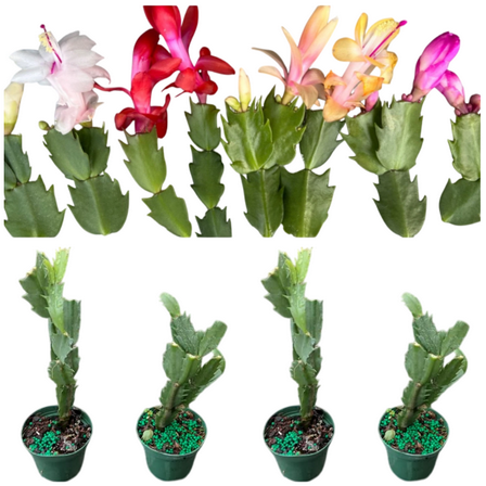 Set 4 Holiday Cactus Plants - Mixed Color Chrismas Cactus Thanksgiving Cactus Plant - Assorted Zygocactus Flowers Well Rooted - Schlumbergera Flowers Seedling - 4-6"Tall 3"Pot