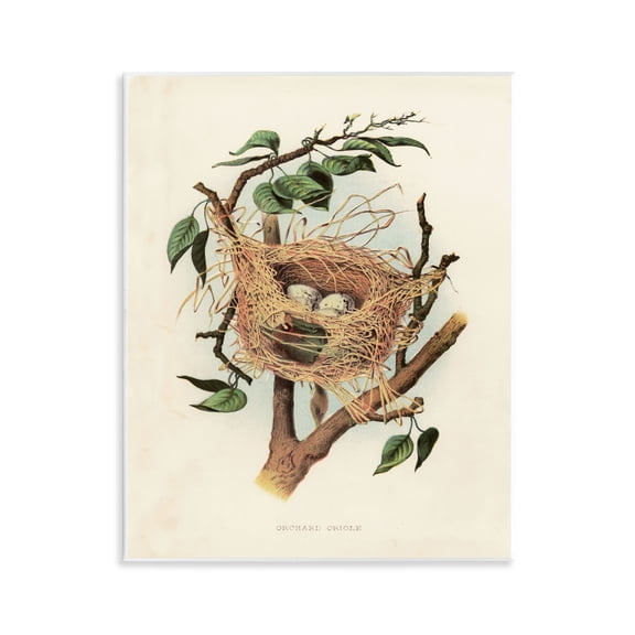 Stupell Industries Eggs in Birdnest Study Plants & Flowers Painting Unframed Art Print Wall Art, 11 x 14