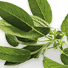 Clary Sage