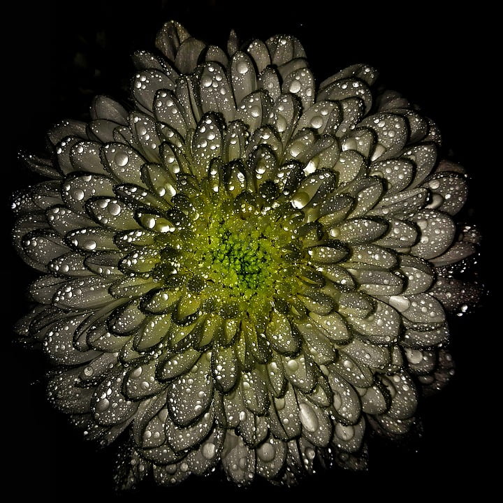 Flower Water Chrysanthemum Macro Drops Flowers-12 Inch By