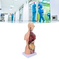 thumbnail image 4 of Body Model, Human Torso Model Fine Details Educational Removable  For Hospital For School, 4 of 8