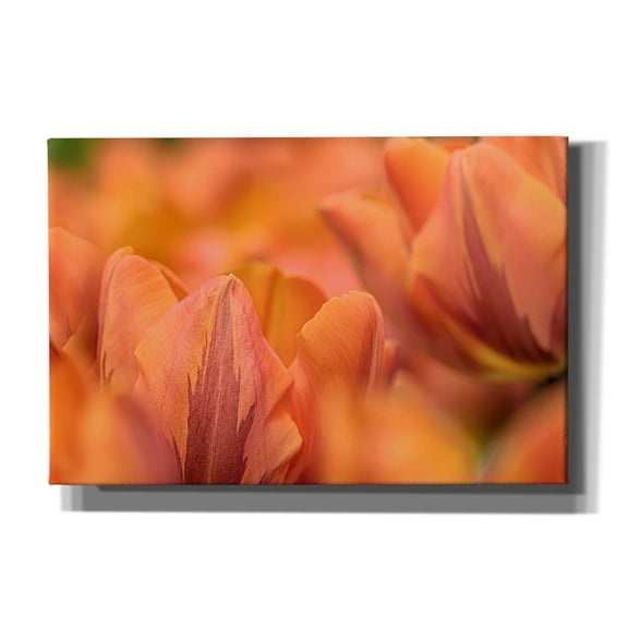 Epic Graffiti 'Orange Tulips' by Cora Niele, Canvas Wall Art, 60"x40"