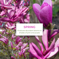 thumbnail image 2 of Magnolia Plant Potted, 3 to 5 inches Tall, Ann Magnolia Live Plant, Dormant, Pink Fragrant Flowers, Outdoor Gardening, 2 of 5