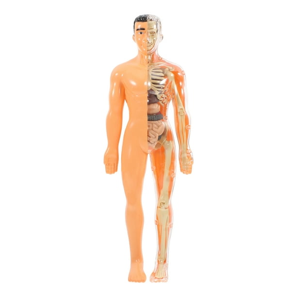 1 juego de rompecabezas 3D translúcido de anatomía del cuerpo humano para bricolaje, órganos extraíbles, huesos y estructura esquelética, juguete de aprendizaje cognitivo