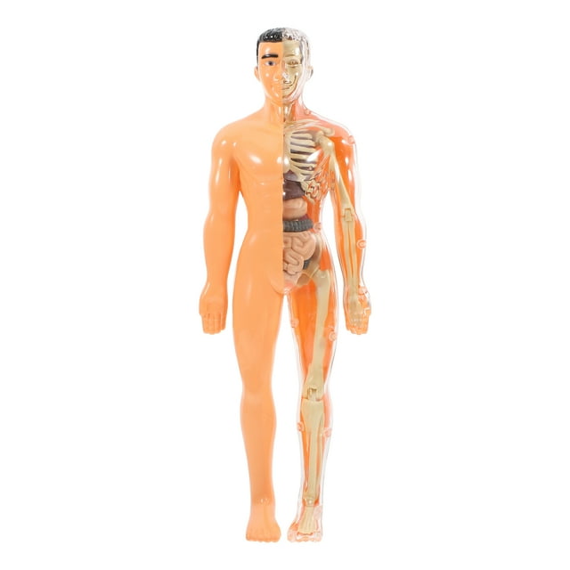 1 juego de rompecabezas 3D translúcido de anatomía del cuerpo humano para bricolaje, órganos extraíbles, huesos y estructura esquelética, juguete de aprendizaje cognitivo