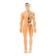 thumbnail image 1 of 1 juego de rompecabezas 3D translúcido de anatomía del cuerpo humano para bricolaje, órganos extraíbles, huesos y estructura esquelética, juguete de aprendizaje cognitivo, 1 of 8