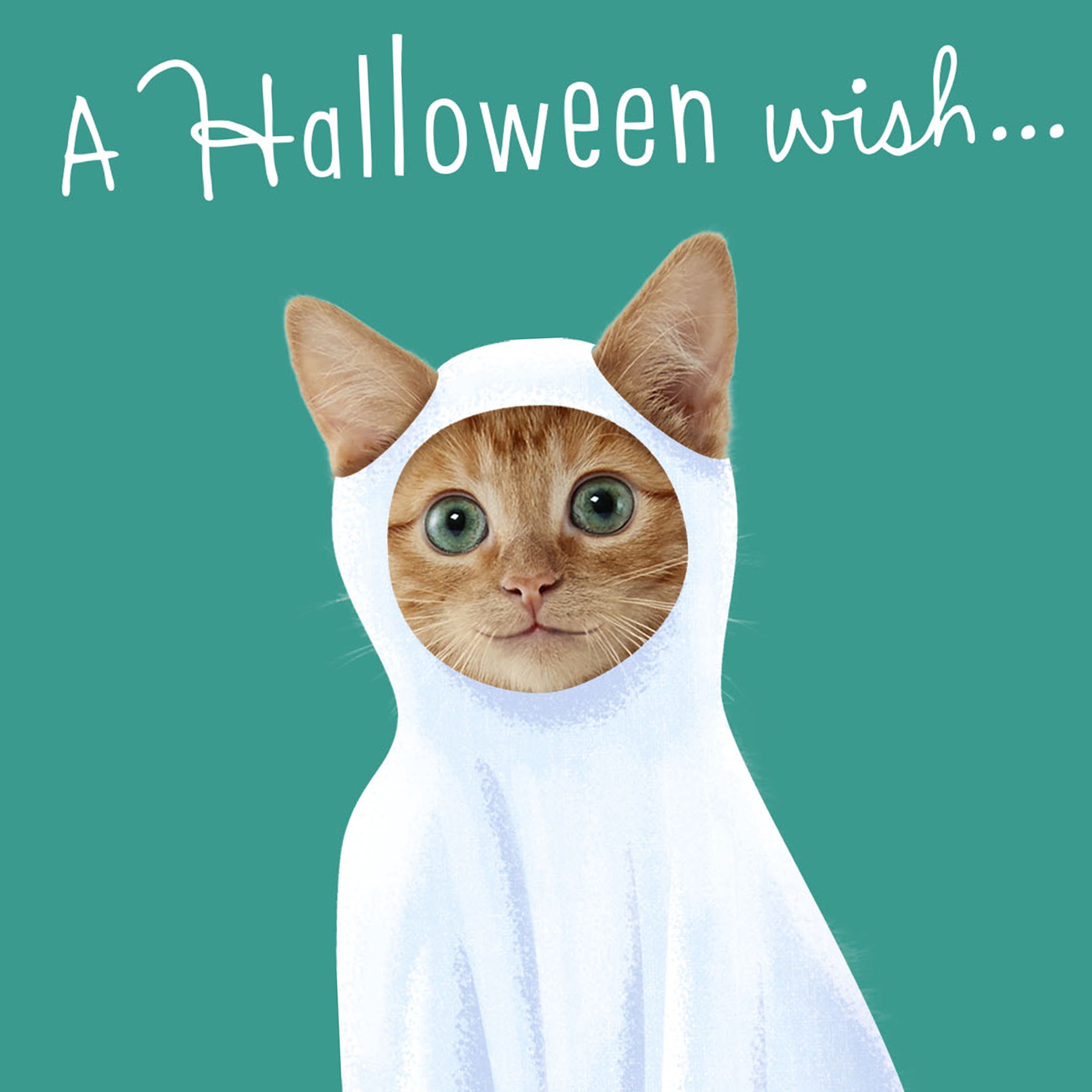 Hallmark Assorted Halloween Cards (Pets in Costume), 8 Count