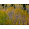 thumbnail image 2 of Gulin, Sylvia 24x18 White Modern Wood Framed Museum Art Print Titled - USA-Idaho-Highway 36 west of Liberty and hillsides covered with Aspens in autumn, 2 of 4