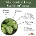 thumbnail image 5 of Burpee Organic Bloomsdale Long Standing Spinach Vegetable Seed, 1-Pack, 5 of 6