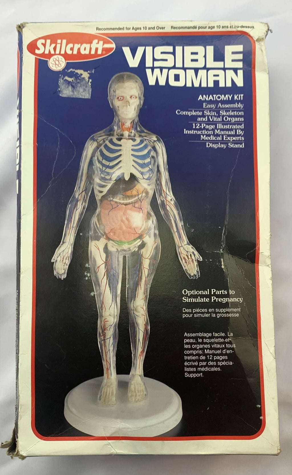 Skilcraft Visible Woman Anatomy Model Kit
