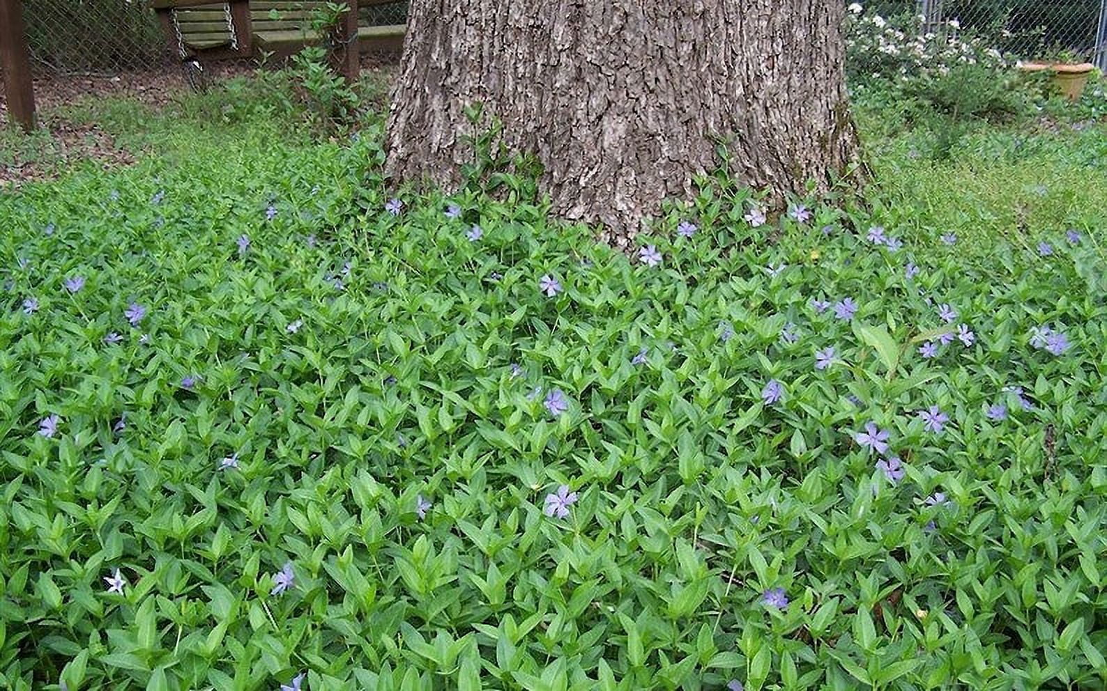 Daylily Nursery Vinca Plant Live Plant in 4 in Pot ( 10 Count), Deer Resistant