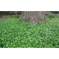 10 Vinca Plants Periwinkle/Vinca Hardy Groundcover in separate 4 inch