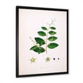 thumbnail image 2 of Designart 'Ancient Plant Life XVI' Farmhouse Framed Art Print, 2 of 4