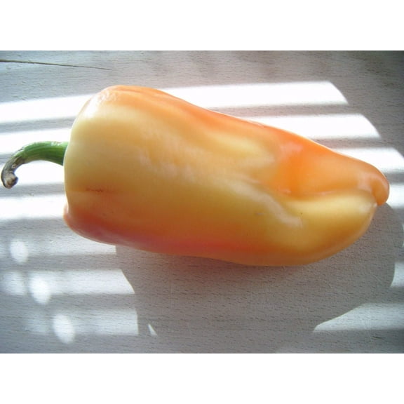 25 Seeds Organic GIANT SZEGEDI PEPPER Capsicum Annuum Hungarian Sweet Paprika / Tapered Bell White Yellow Orange Red Seeds