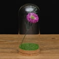thumbnail image 3 of Cover Cloche Bell Jar with Wooden Cork for Table Decor DIY , 8x18cm, 3 of 9