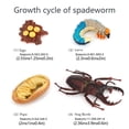 thumbnail image 2 of Bewildely 1 Juego de modelo de gusano de pala, Material plástico Premium, figuritas de insectos significativas, modelos de crecimiento educativo temprano Juguetes Educativos Iongicornio NO1 Bewildely FN010083-00, 2 of 6