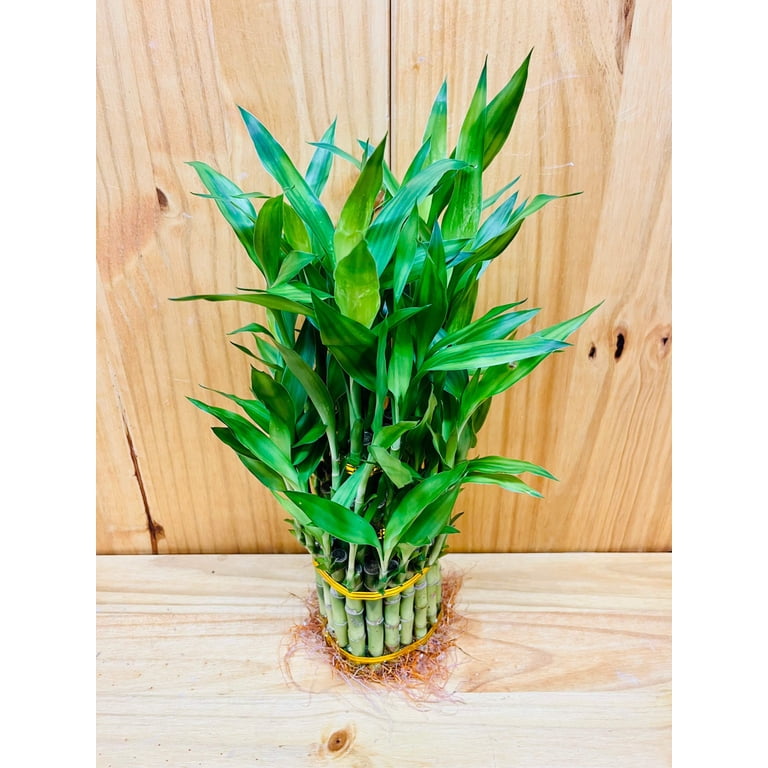 Lucky Bamboo Live Plant, 3-Tier Arrangement for Indoor Table Decor, Perfect  for Living Room, Balcony & Shelf Placement - Walmart.com