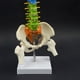 thumbnail image 3 of Guardurnaity Modelo anatómico de columna vertebral Flexible para educación temprana, modelo de columna vertebral resistente al agua, suministros Ayudas para vestirse con gancho de botón, 3 of 6
