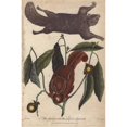 thumbnail image 2 of Flying Squirrel And Striped Squirrel, Glaucomysa Poster Print By ® Florilegius Mary Evans (18 X 24), 2 of 4