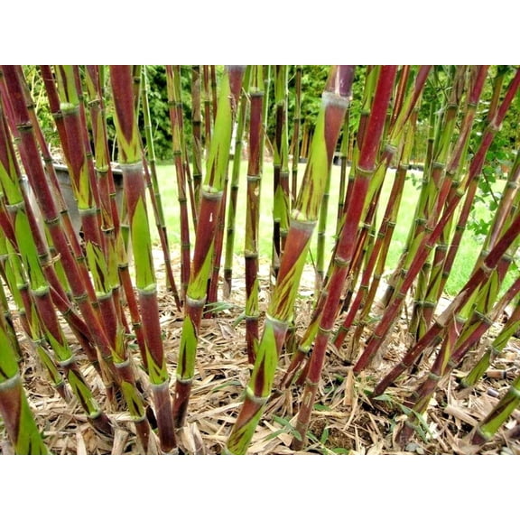 25 Chusquea Bamboo Seeds – Fast-Growing Ornamental Bamboo for Privacy Screens & Exotic Landscaping – Outdoor Garden & Large Pots