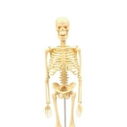 Visland Human Skeleton Model for Anatomy Mini Human Skeleton Model for Kids to Edicational