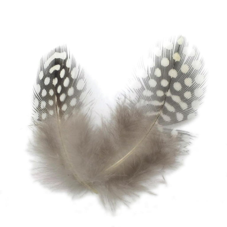 50 Pieces Guinea Fowl Feathers, Chicken Feathers, Feathers